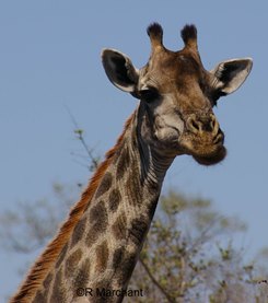 RM Giraffe Crop