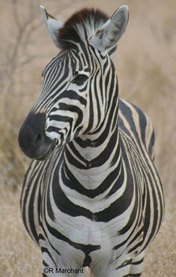 RM Zebra Crop